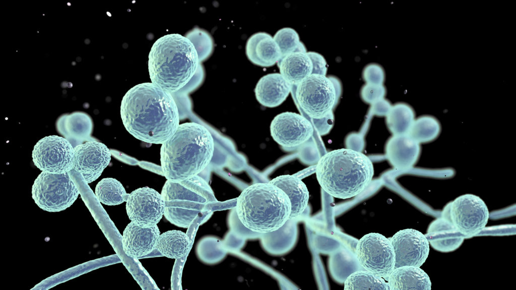 Candida fungi, Candida albicans, C. auris and other human pathogenic yeasts. Sample prep in Seward Stomacher®